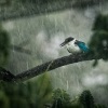 Lednacek promenlivy - Todiramphus chloris - Collared Kingfisher 9651